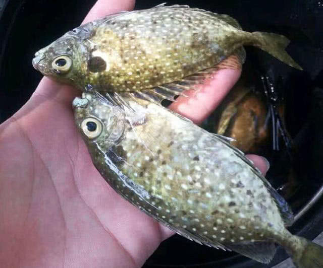 海边一种小不丁点大的泥猛鱼，刺得龇牙咧嘴，腹内有一股特殊的臭