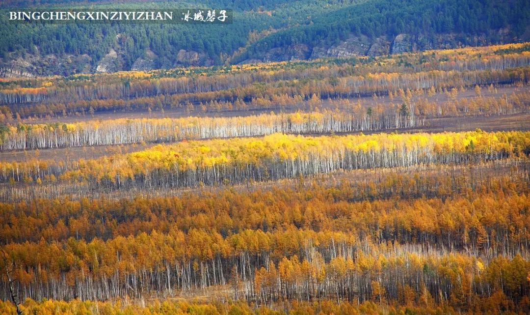 深秋的大兴安岭色彩斑斓,大兴安岭的秋天美景