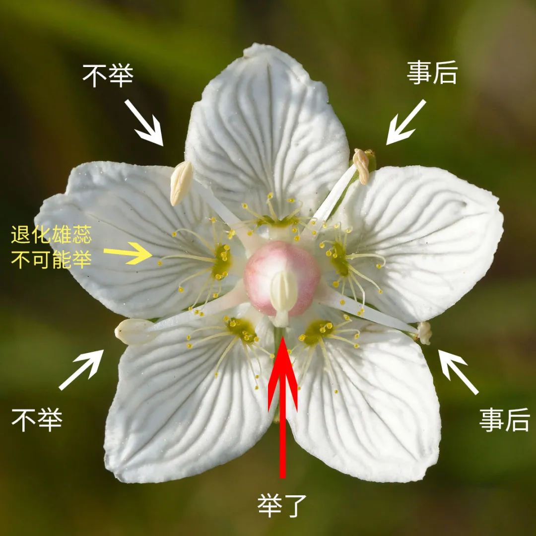 举还是不举?与渣男阿波罗朝夕相处的小花有自己的选择