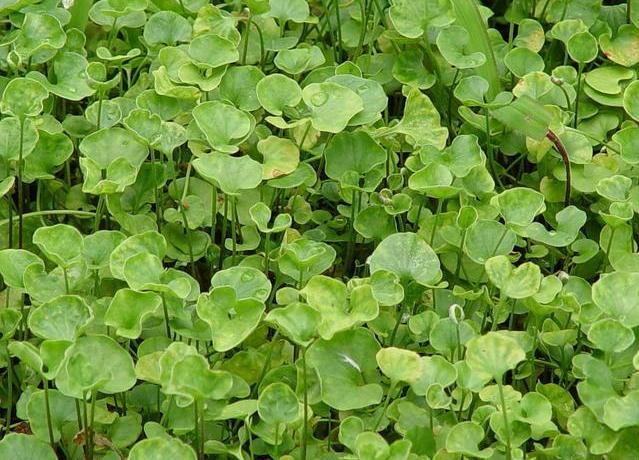 像马蹄金一样的草是什么草,这种草很珍贵堪称宝物却是白菜价