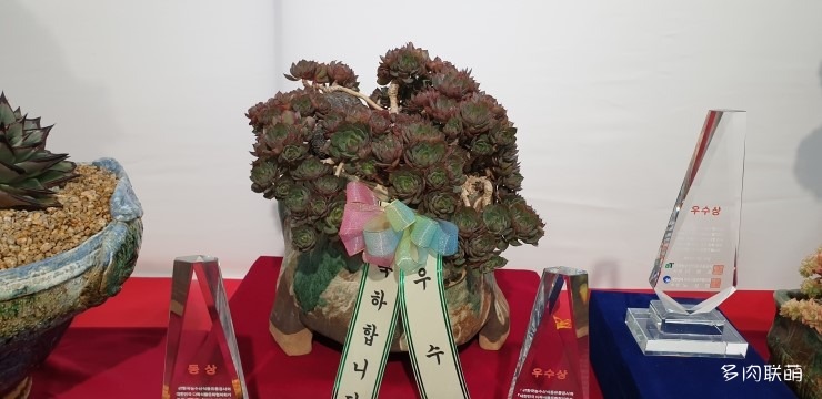 多肉欣赏桃美人,多肉植物欣赏