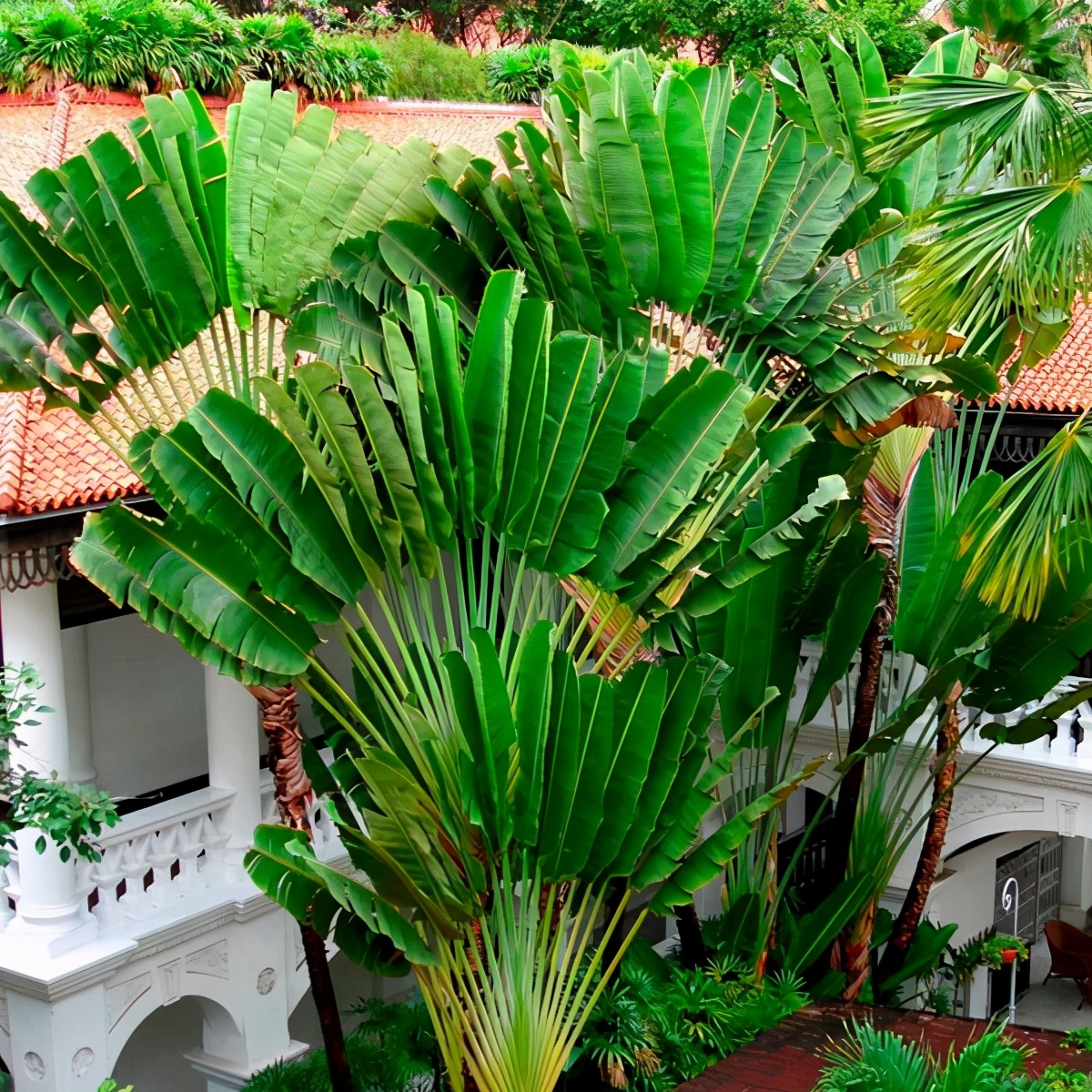 大鹤望兰和旅人蕉哪种好看,鹤望兰和什么植物比较相似