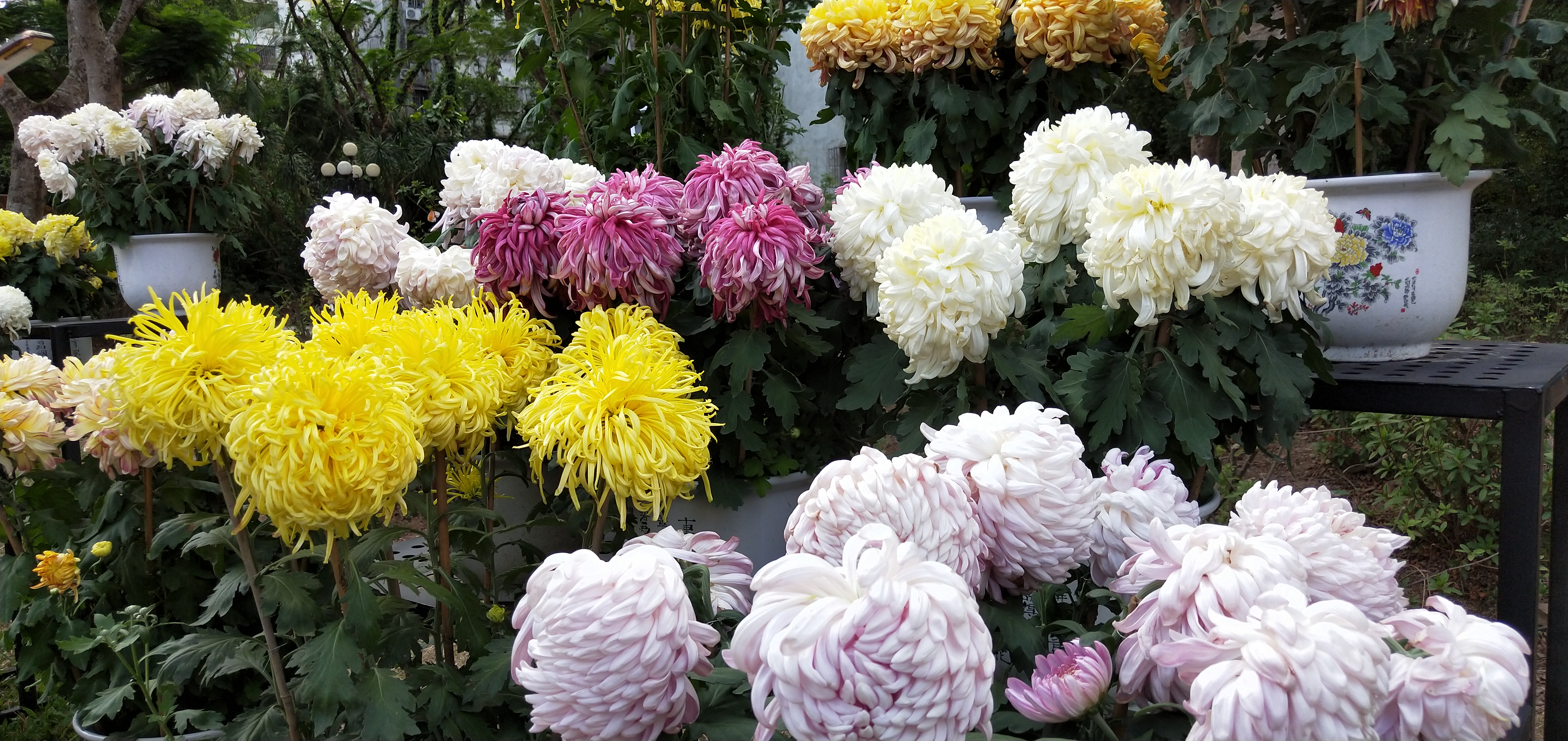 东湖公园菊花花展时间2021,深圳东湖荷节花展