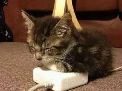 猫咪烫伤了皮掉了怎么办,小猫猫烧伤了怎么办