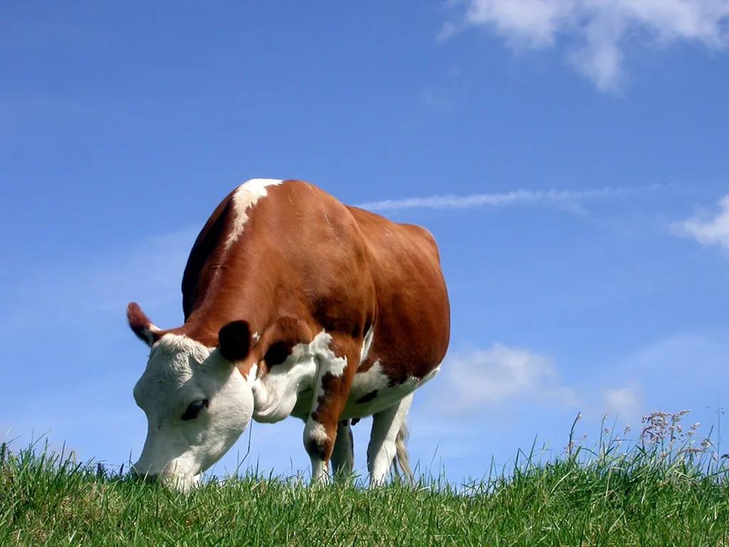 牛怀孕两个月可以用驱虫药吗,怀孕牛用什么药驱虫安全高效