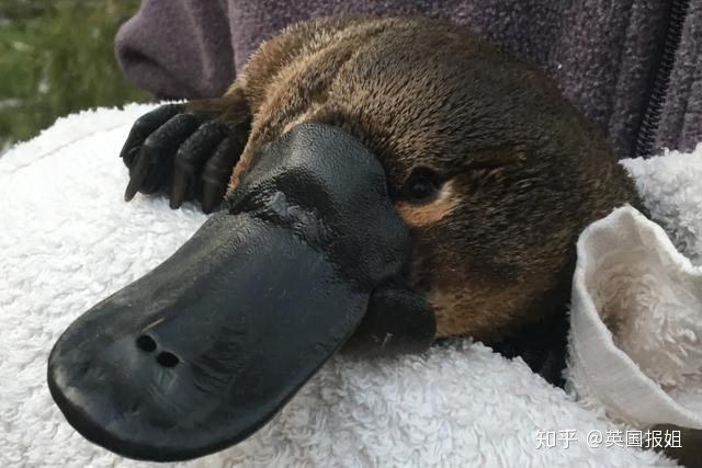 刚生出来的鸭嘴兽是什么样的,鸭嘴兽为什么是未进化的哺乳动物