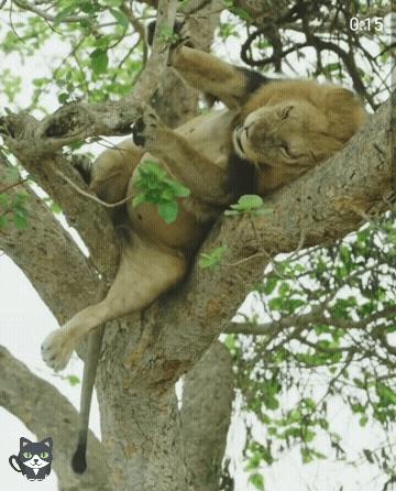 橘猫被抓警察局,肥猫被警察带走判刑