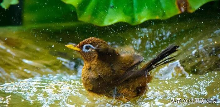 画眉鸟凶猛,画眉鸟搏斗声音