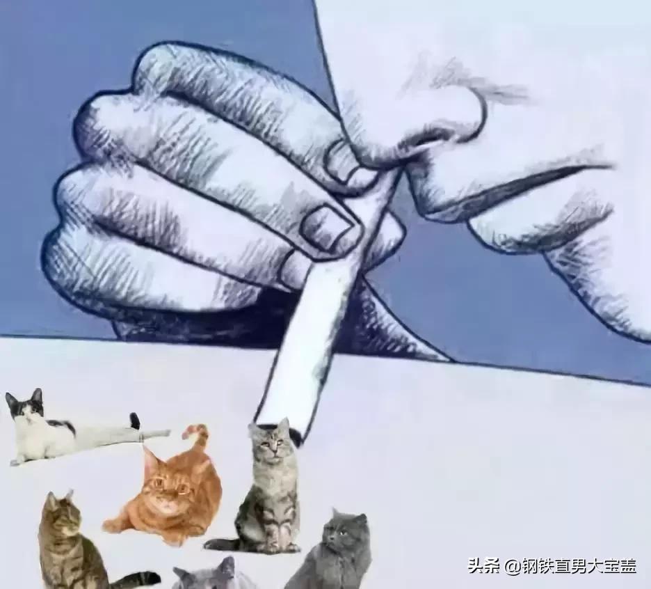 铲屎官的收藏,铲屎官不容错过的宠物清单