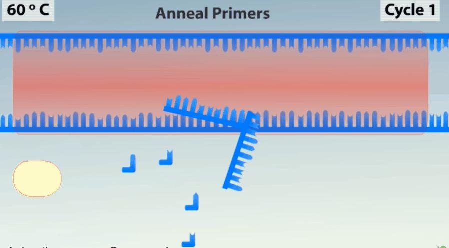 新型冠状病毒pcr检测操作规程,冠状病毒核酸检测pcr试剂