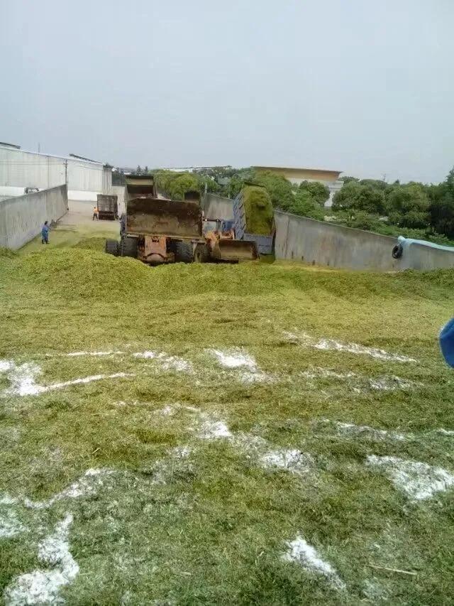 新手养羊最好买什么羊,新手养羊的10个技巧