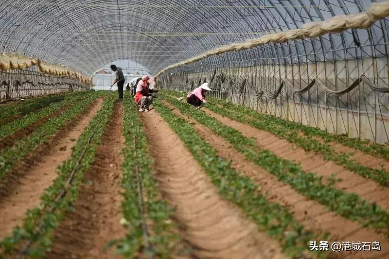石岛即将开发的项目,石岛的项目