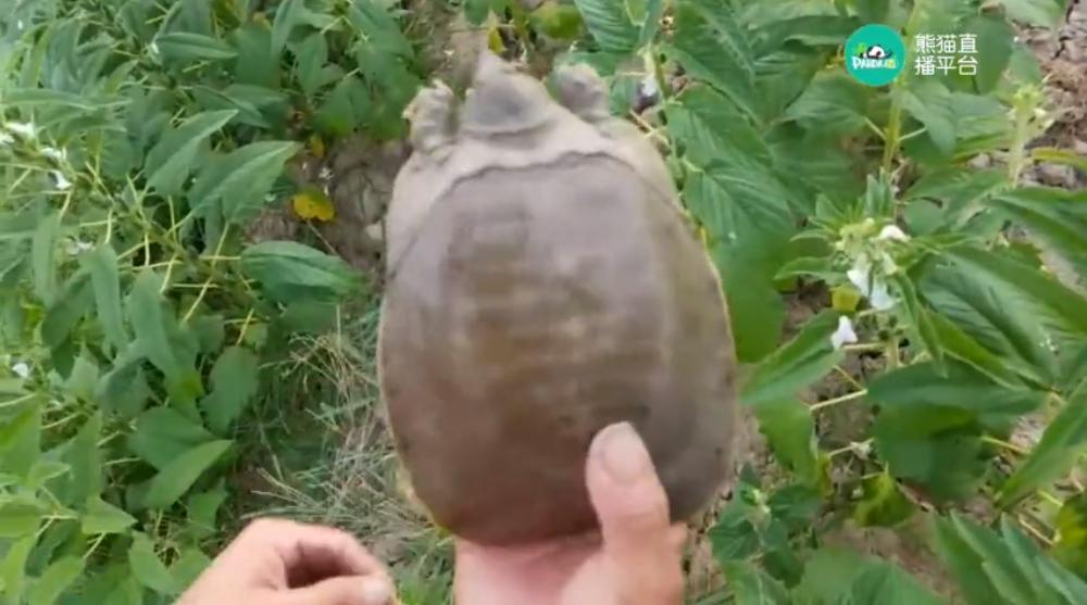 河南熊猫直播女主播排名,熊猫十大户外主播排行榜