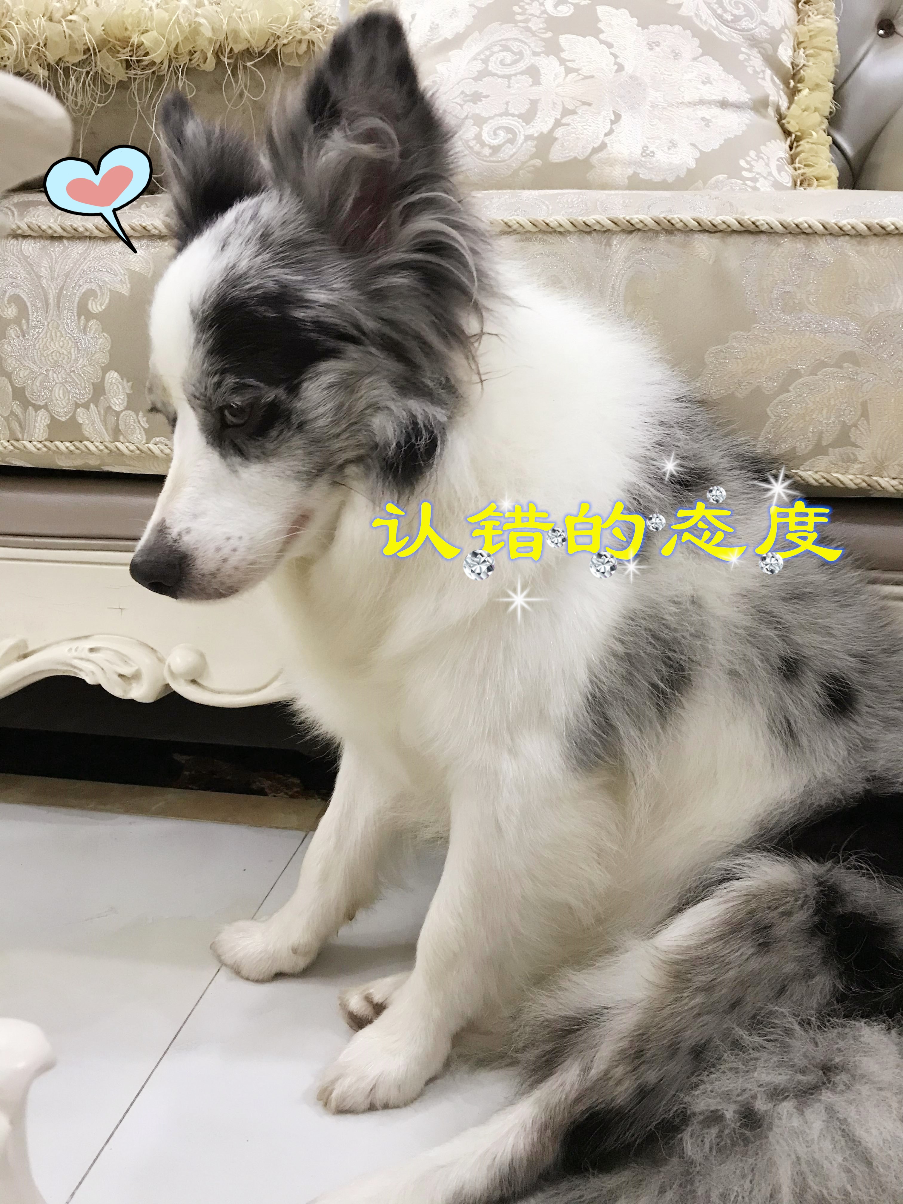 狗狗在家里随地大小便怎么办,下雨天狗狗不在家里大小便怎么办