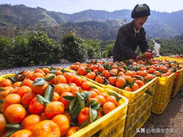 柑橘行情下滑,柑橘行情不好时如何卖农药