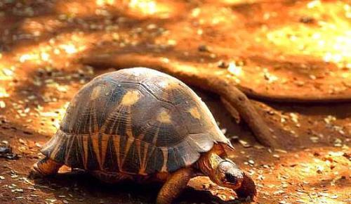 陆龟养殖全攻略,陆龟养殖难度排行