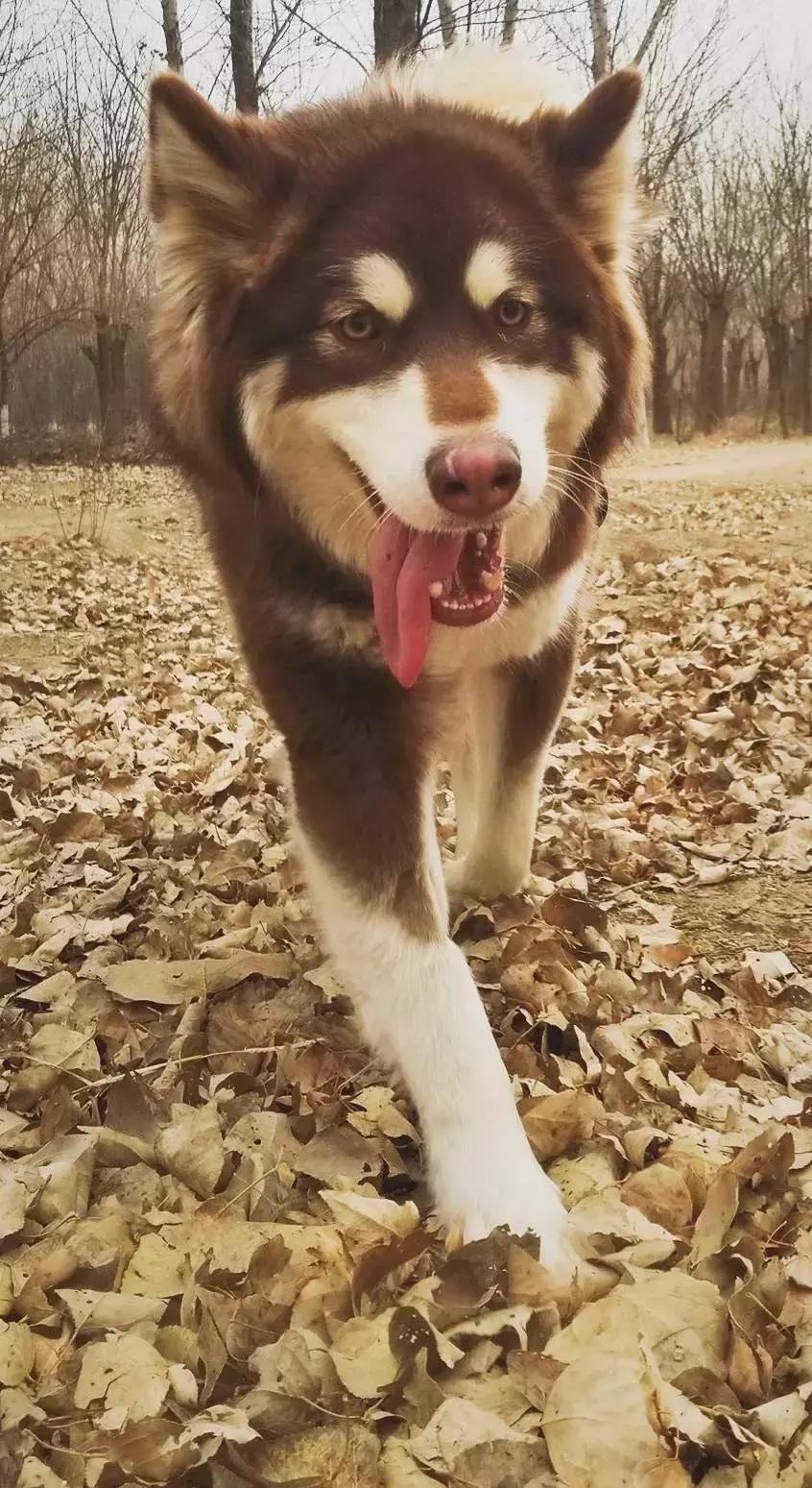 给它们一个家|线上宠物领养日,201903101