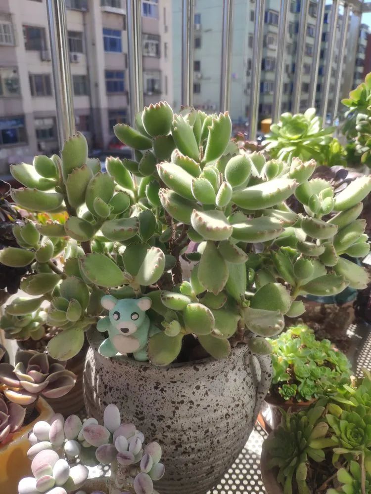 每一棵多肉都承载了一段时光,每一棵多肉都是独一无二