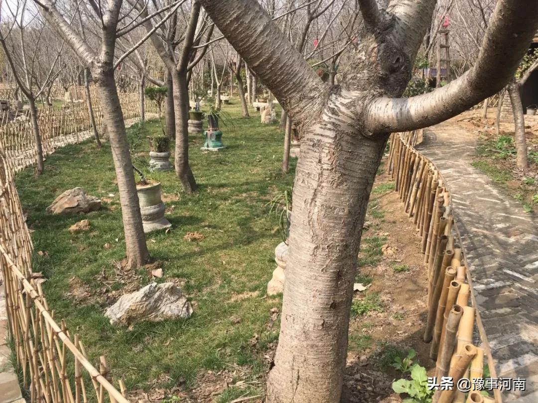 河南许昌樱花景点,许昌樱花最美的地方