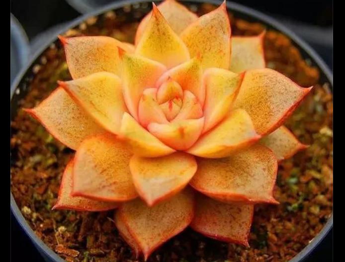 多肉养出状态来有多美?这102种多肉控养上色之后美呆了