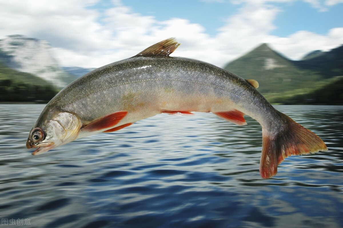 故乡旧事5完整视频,10种奇葩捕鱼方法