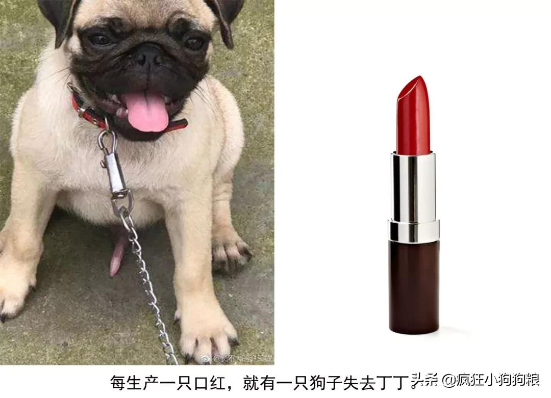 这些猫狗的照片,我也就看了10000多遍!