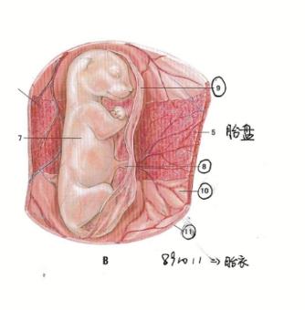 猫宫庄园,猫胎盘最多在母猫身体滞留多久