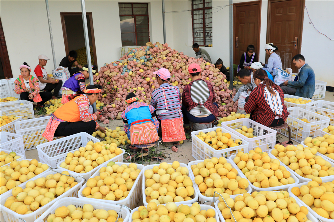 罗平柠檬基地,云南罗平柠檬种植基地