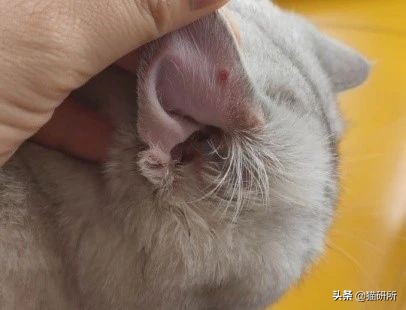猫咪身上长包包怎么办,猫咪的面部神情跟铲屎官有关系