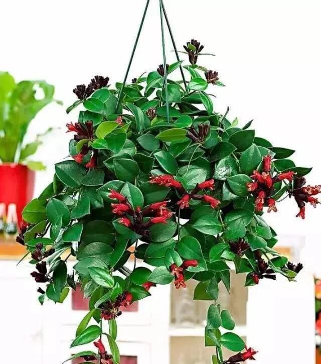 垂吊花卉品种直播,好看的吊兰绿植