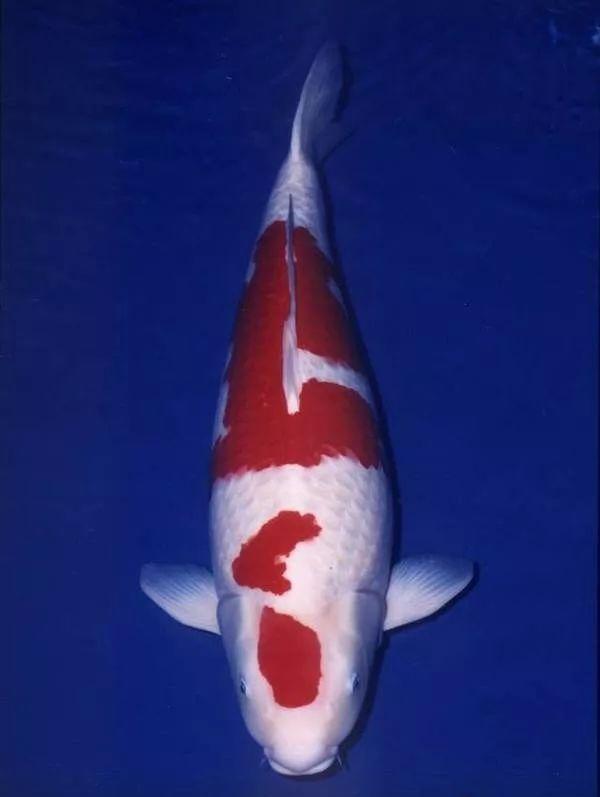 建议穷人养的10种中型观赏鱼,十大养不死的观赏鱼排名