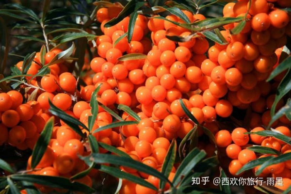 *疆新**瓜果攻略最好的季节配最美味的水果