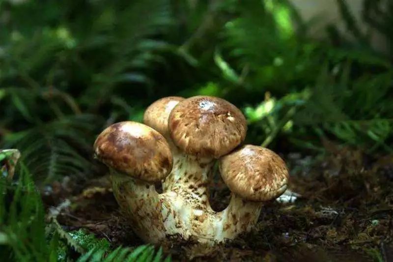 有一种风情叫江南烟雨,波密西藏江南