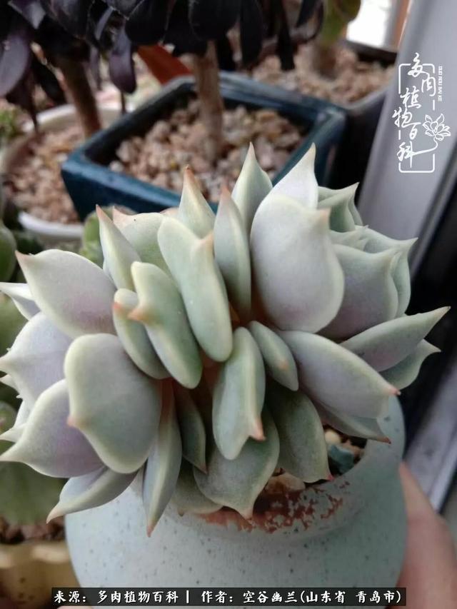 多肉最美的时光,多肉惊艳我的时光