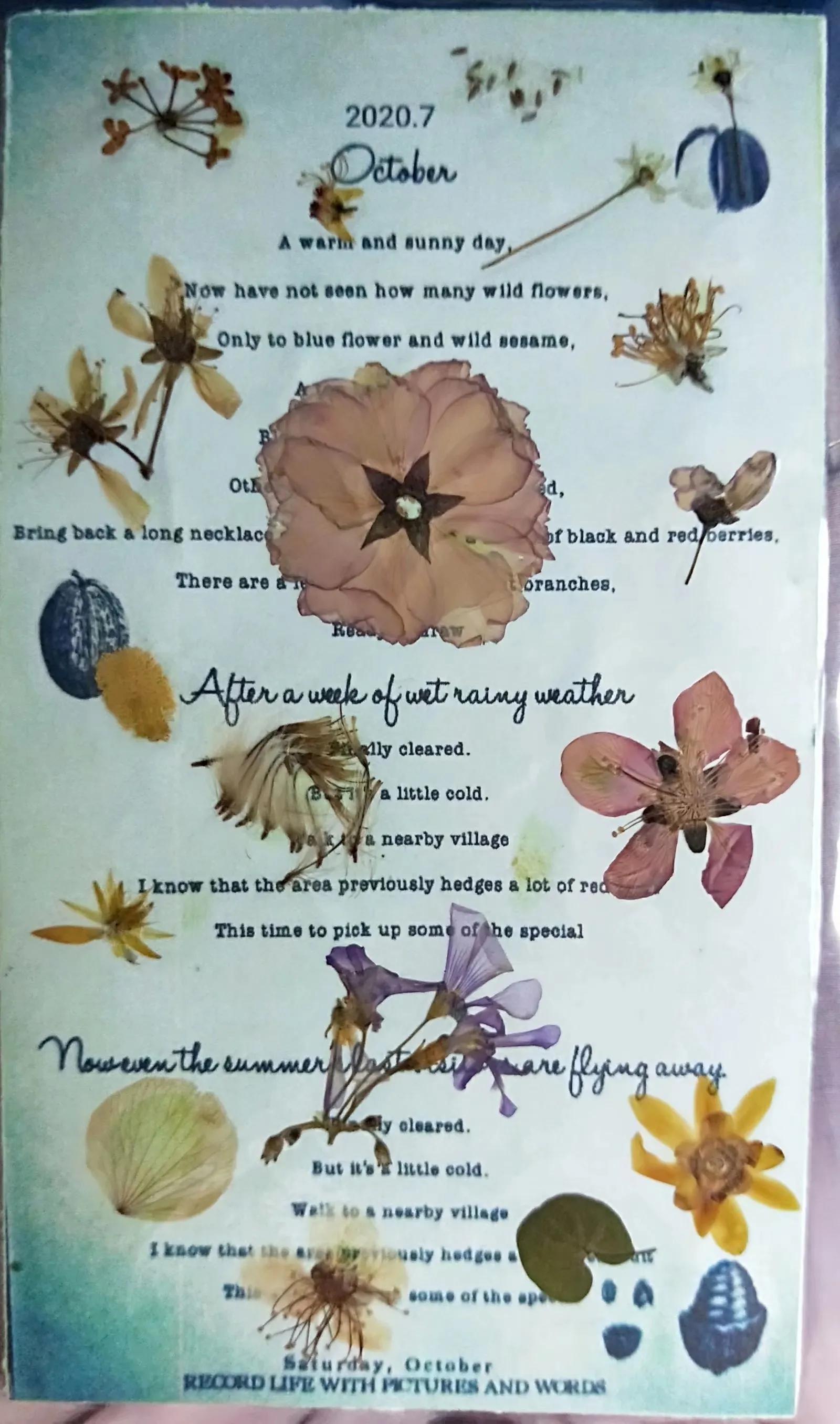 植物标本创意手工作品制作视频,植物标本手工创意