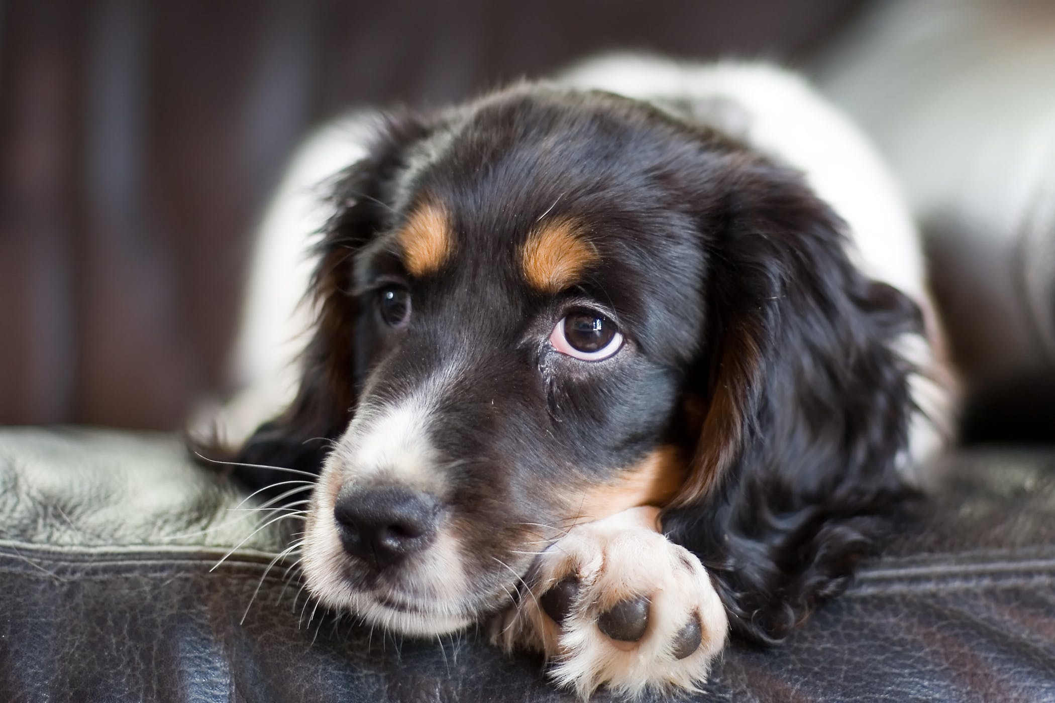 狗吐白沫是什么情况啊,狗突然乱叫口吐白沫大小便失禁