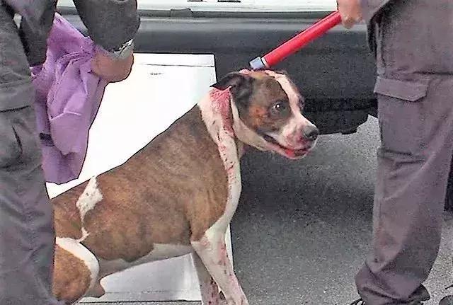 男子被一条狗疯咬,男子被狗追咬全身缝300多针