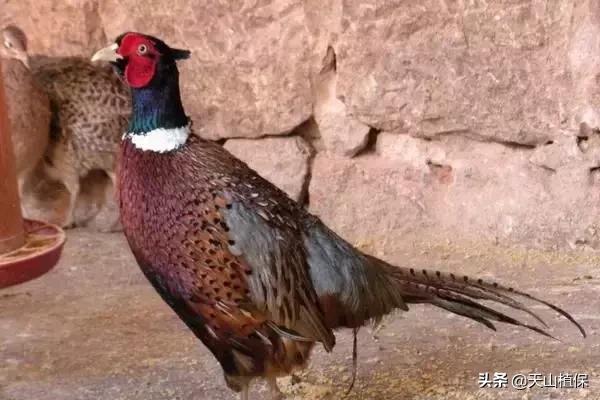 野鸡大概需要多少成本,野鸡销量好吗