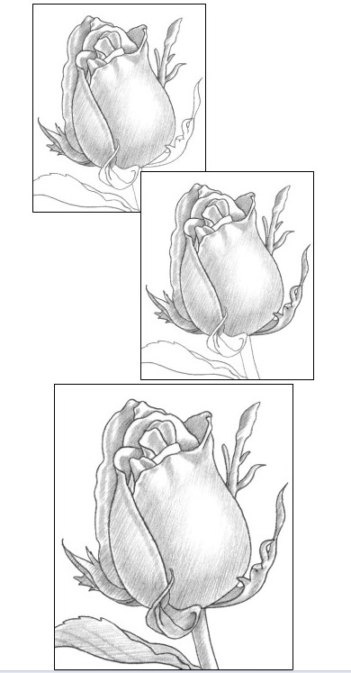 素描玫瑰花高级感的画法,素描玫瑰花画法步骤图