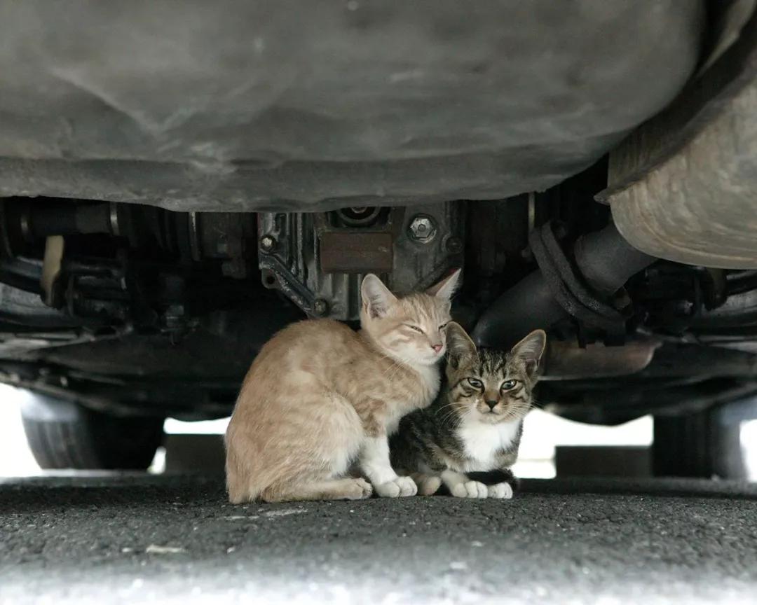 猫咪不小心受伤了,猫咪受伤不让碰怎么治疗