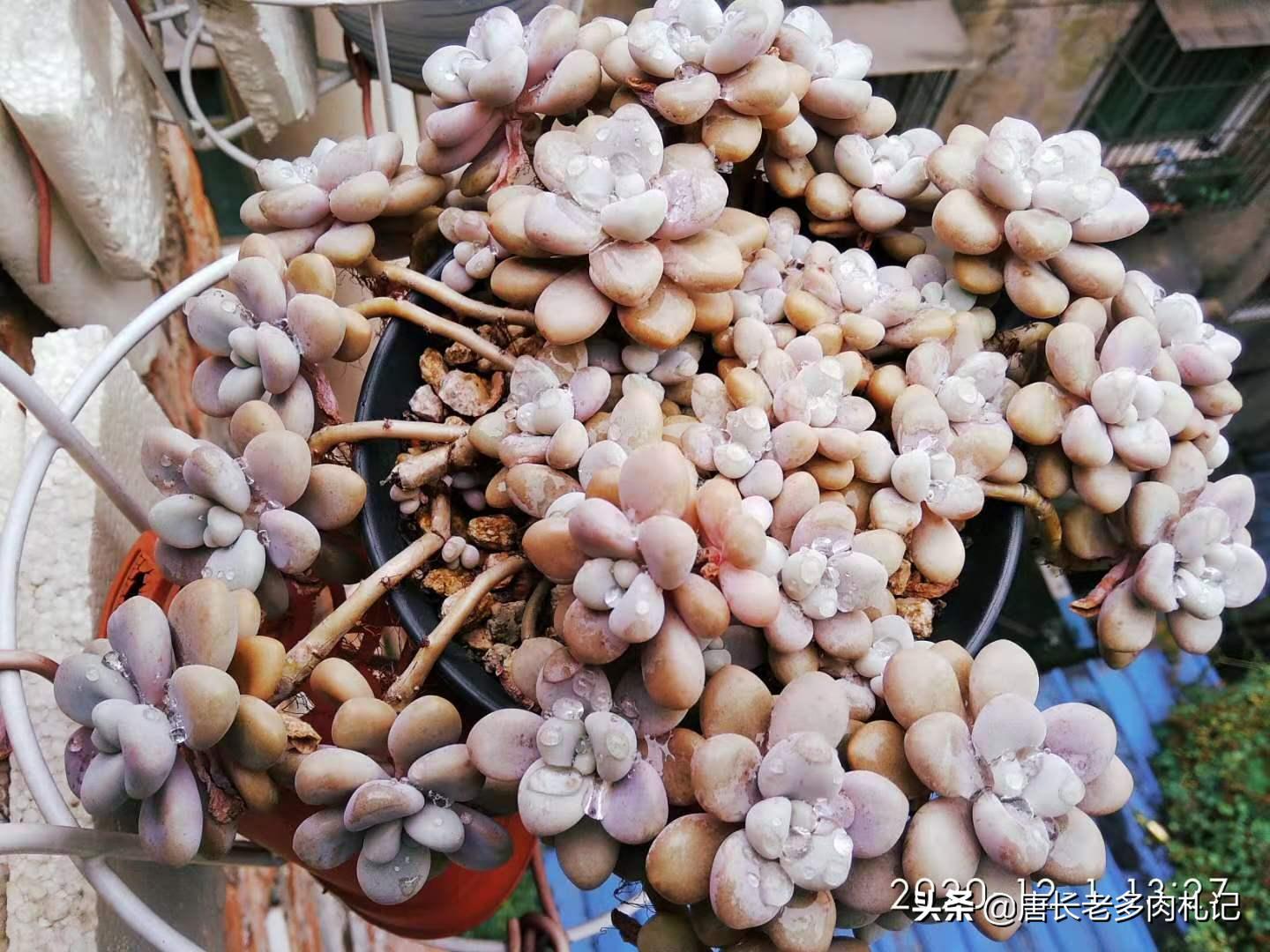 多肉疯长要怎么处理,多肉长了好多虫子喷什么药