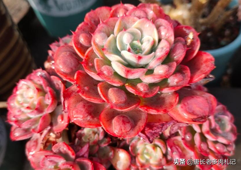 多肉每个品种养法一样吗,假如养多肉有等级