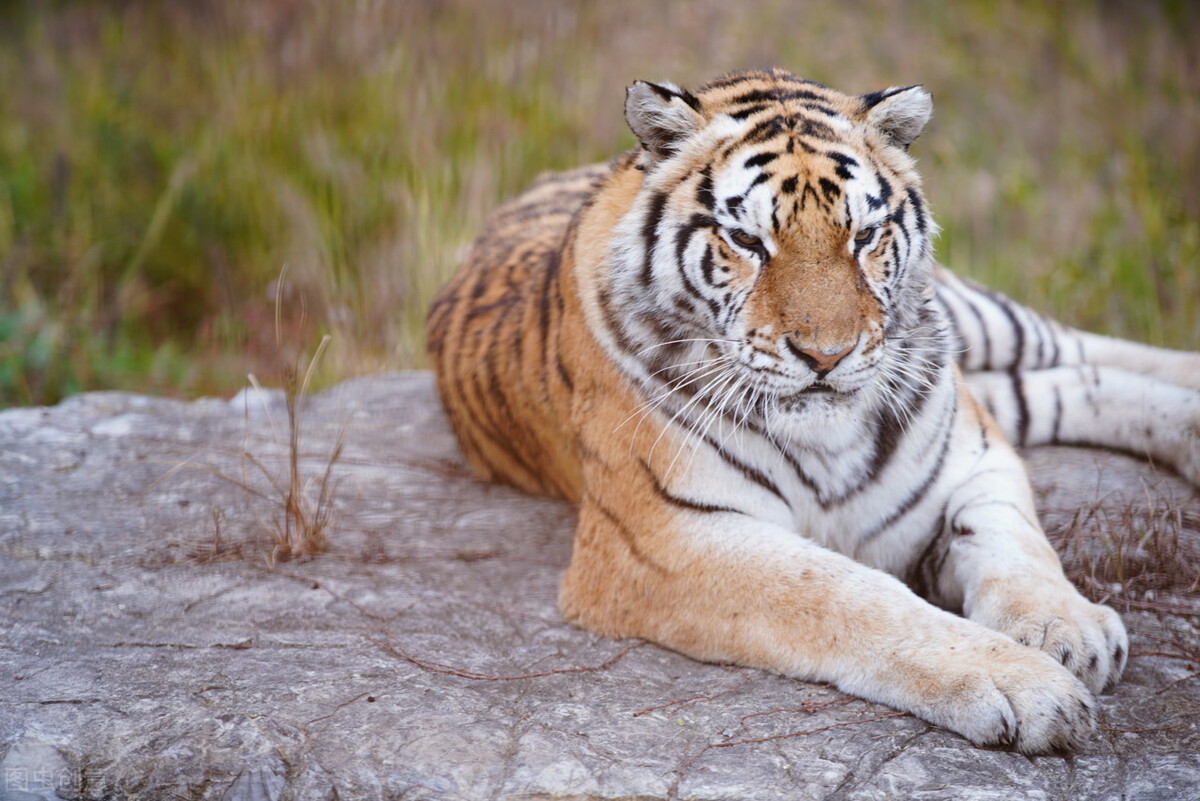 为什么要把一只雄狮放在老虎群里,老虎为什么是独居而狮子却是群居