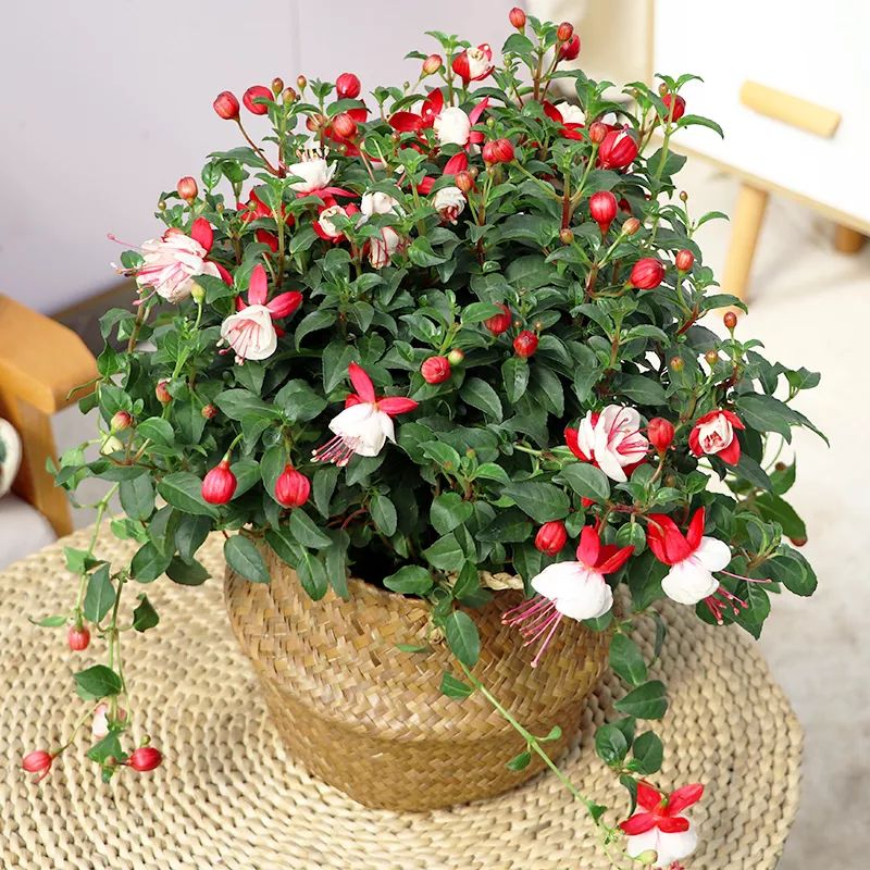 过年家里必摆的九道菜,过年家里摆的喜庆的物件