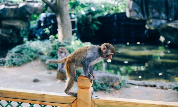 全球唯一猴岛,海南岛东方猕猴保护区