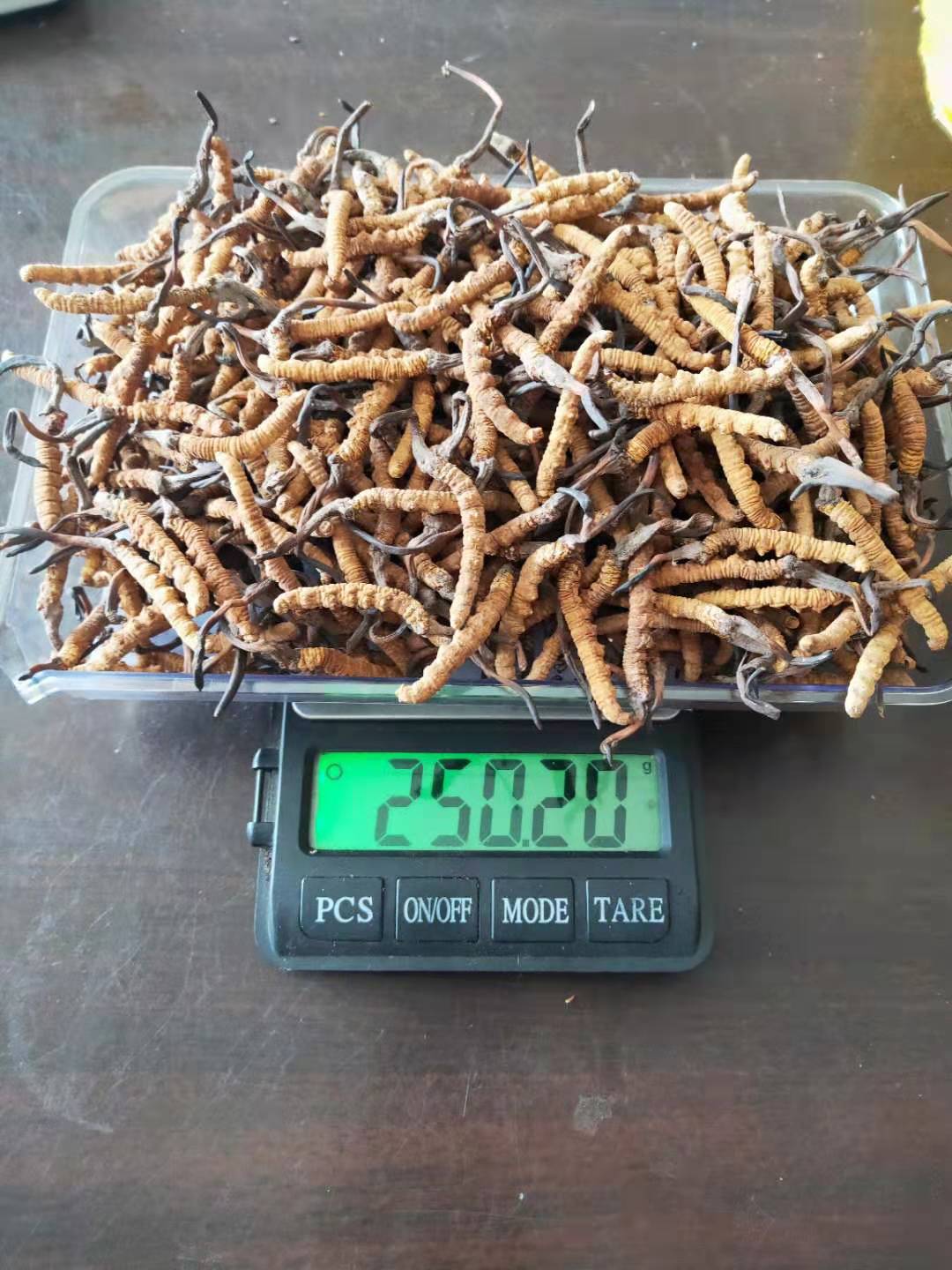 怎么写冬虫夏草采挖技术培训通知,藏民采挖冬虫夏草前的准备有哪些