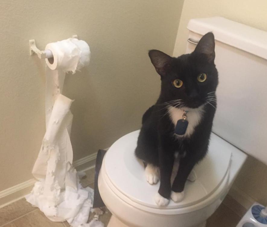 万万没想到猫咪是这样出现的,万万没想到猫