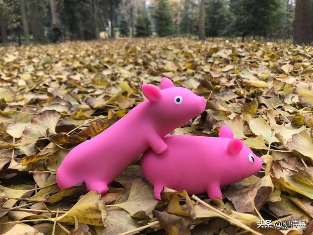 摄影新手如何拍摄照片教程,新手学习摄影入门第一步