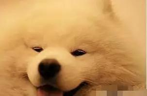 情头萨摩耶捏脸,萨摩耶捏脸视频