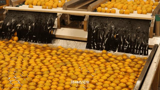 市场上卖的褚橙是真的吗,怎么区分真假褚橙2018